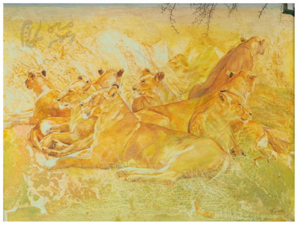 “Le repos des Lions”