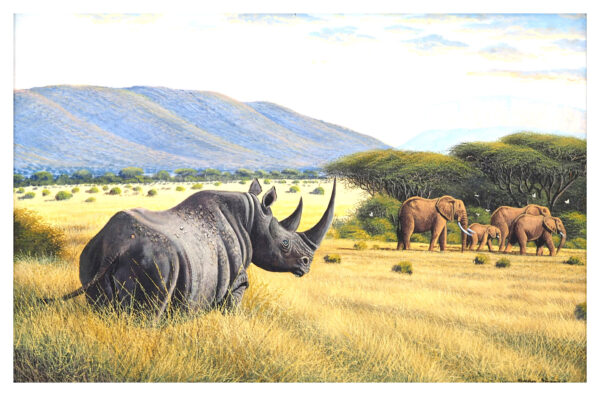"Rhinocéros - Éléphants"